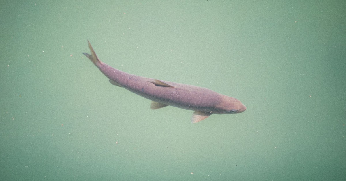 Some Great Lakes fish could be over 400 years old, study finds
