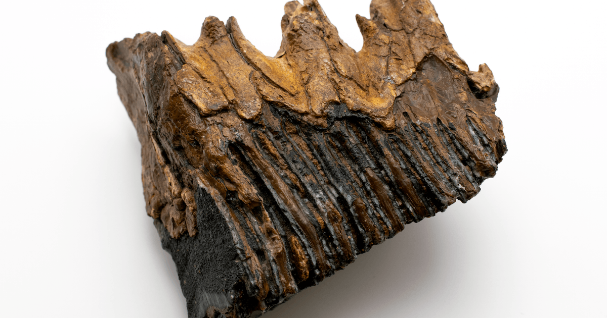 Close-up of a fossilized mammoth tooth showcasing detailed texture and structure.
