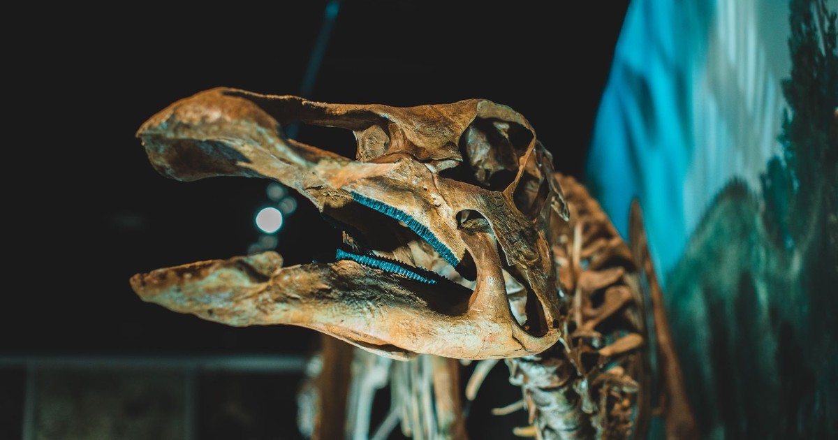 Close-up view of a dinosaur skeleton on display in a museum exhibition.