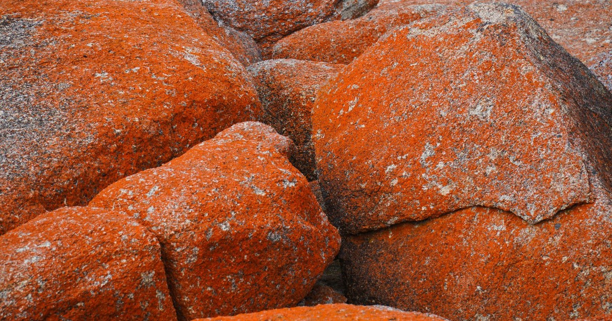 Close-up of vibrant orange granite boulders at Bicheno, Tasmania, showcasing unique natural textures.