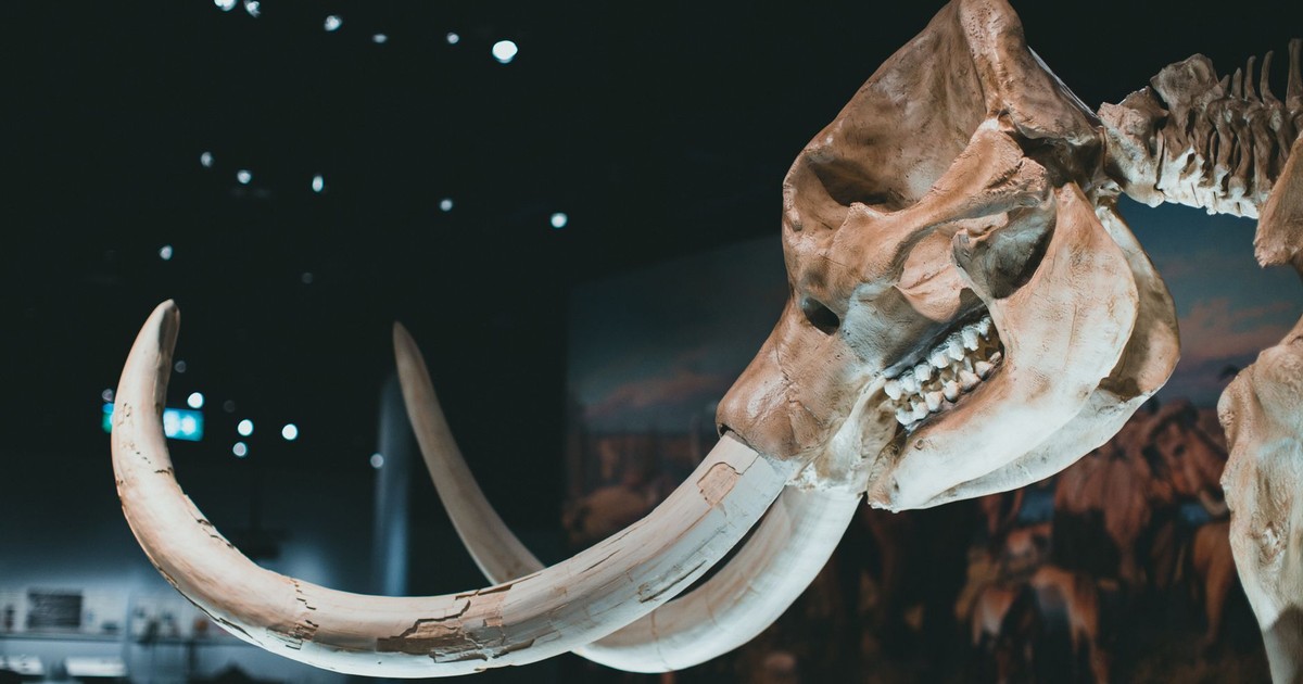 Detailed view of a mammoth skeleton's tusks and skull in a museum exhibition.