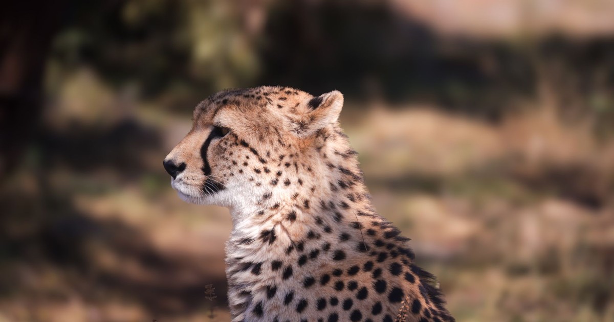 Close-up of a cheetah in the wild, showcasing its majestic spots and profile.