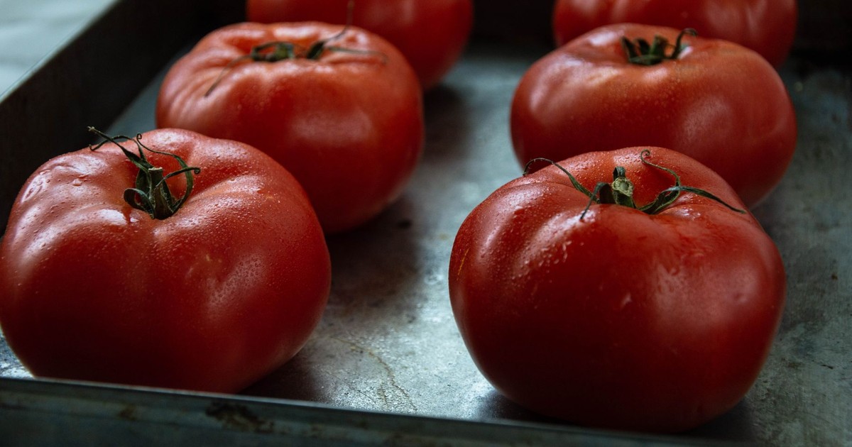 Close-up of fresh ripe tomatoes resting on a metal tray, showcasing organic produce.