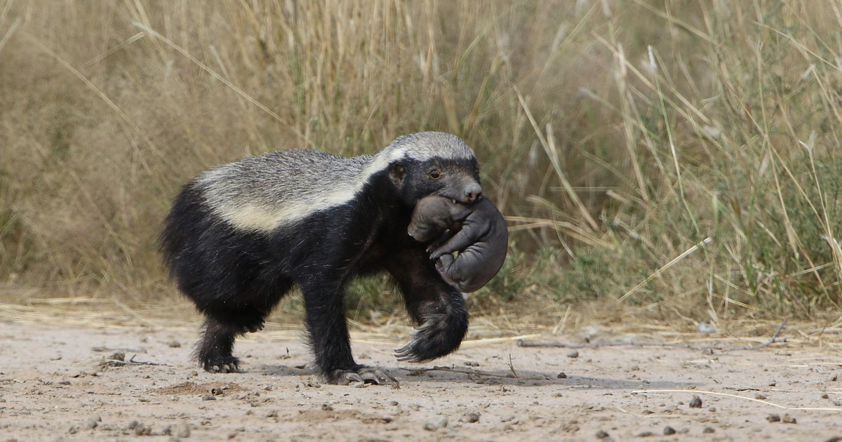 Why the Honey Badger is Officially the World’s Most Fearless Animal