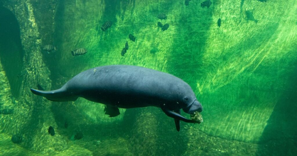 Meet Romeo: The 71-Year-Old Manatee Who Just Set a World Record - Featured image