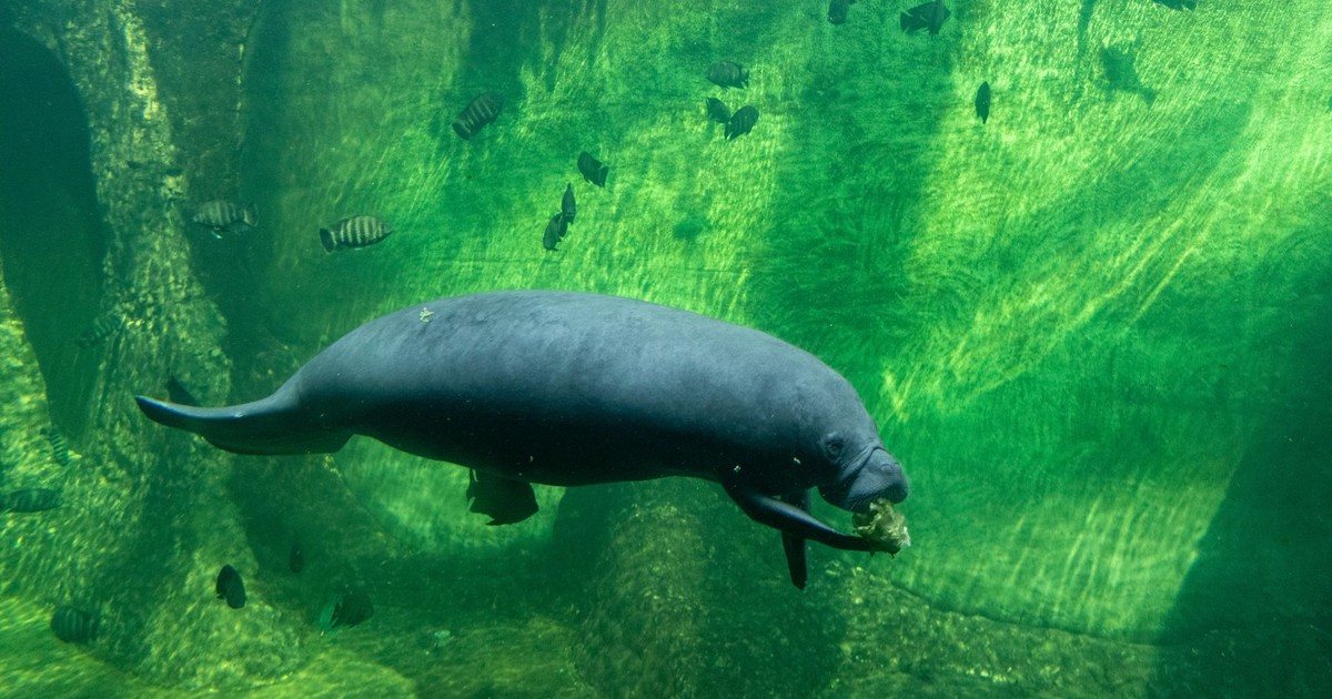 Meet Romeo: The 71-Year-Old Manatee Who Just Set a World Record