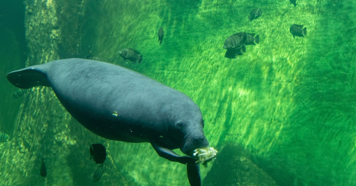 Manatee gracefully swimming and eating in clean green underwater setting, surrounded by small fish.
