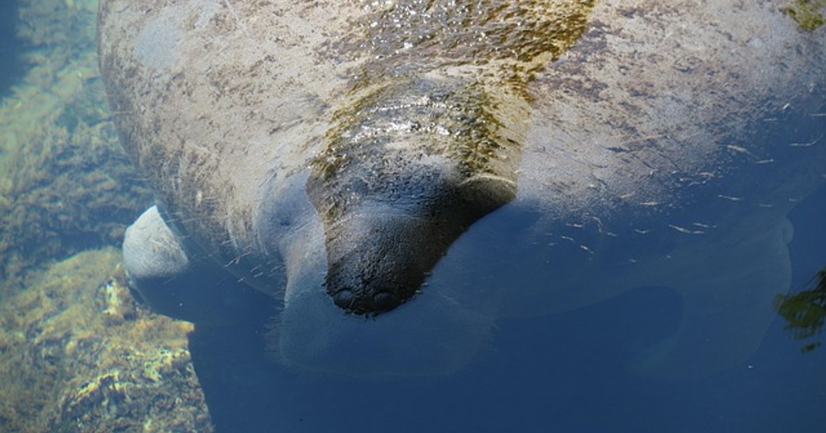 around tail manatee