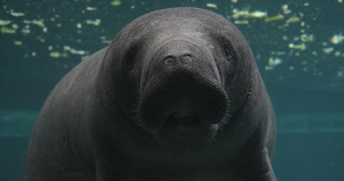 A detailed underwater capture of a manatee swimming in its natural habitat.