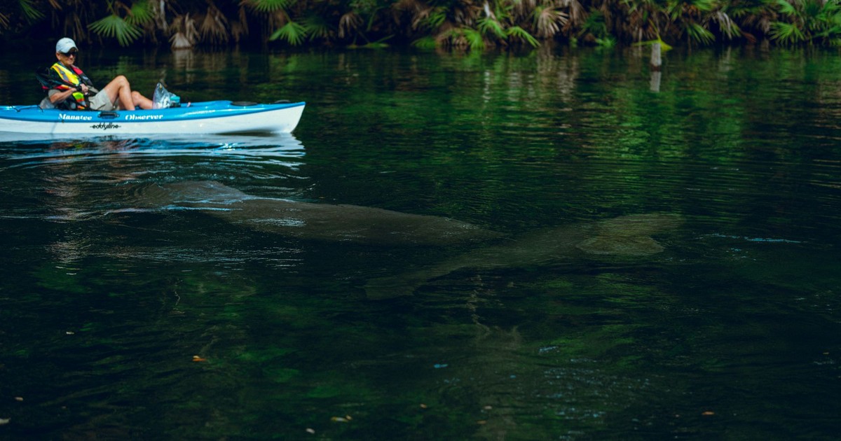 A serene kayaking experience alongside a manatee in a lush, natural river environment.