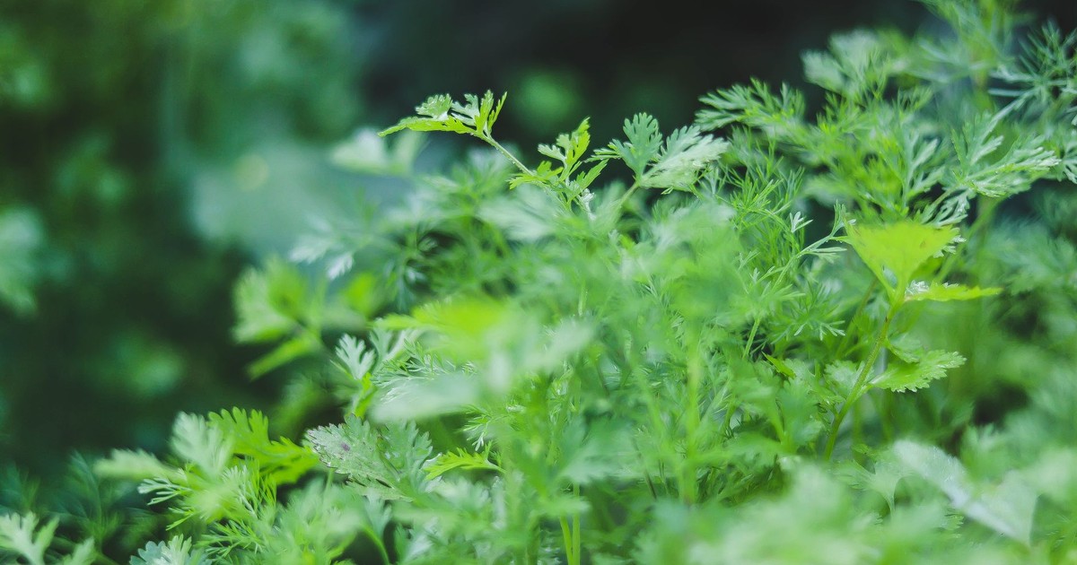 This Is the Herb You Should Be Planting This Fall