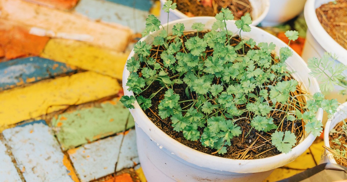 Fresh green herbs growing in a white pot on a colorful patio. Ideal for healthy lifestyle concepts.