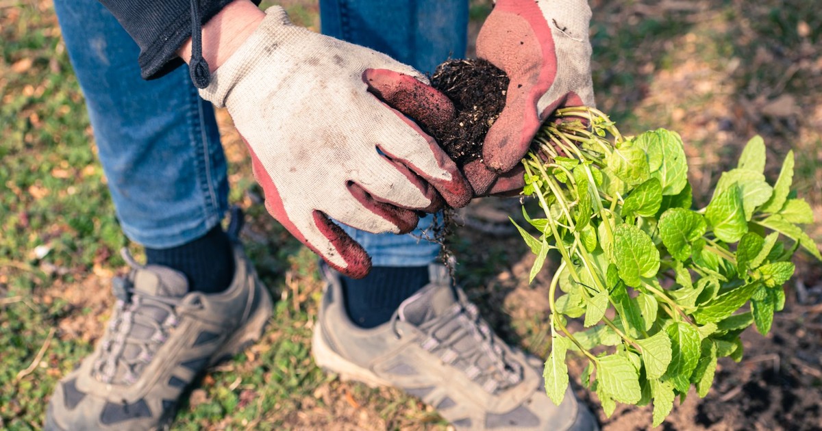 Close-up of gloved hands planting peppermint in a sunlit garden.