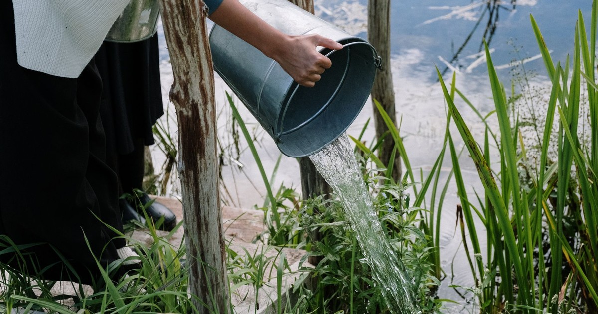 A person pouring water from a metal bucket into a pond surrounded by plants.