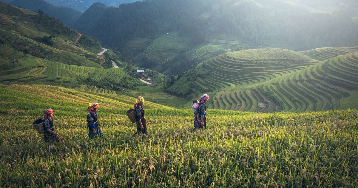 Scenic view of rice terraces with farmers in traditional wear during harvest season.