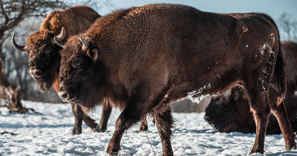 Close-up of European bisons in a snowy meadow during winter, showcasing wildlife in natural habitat.