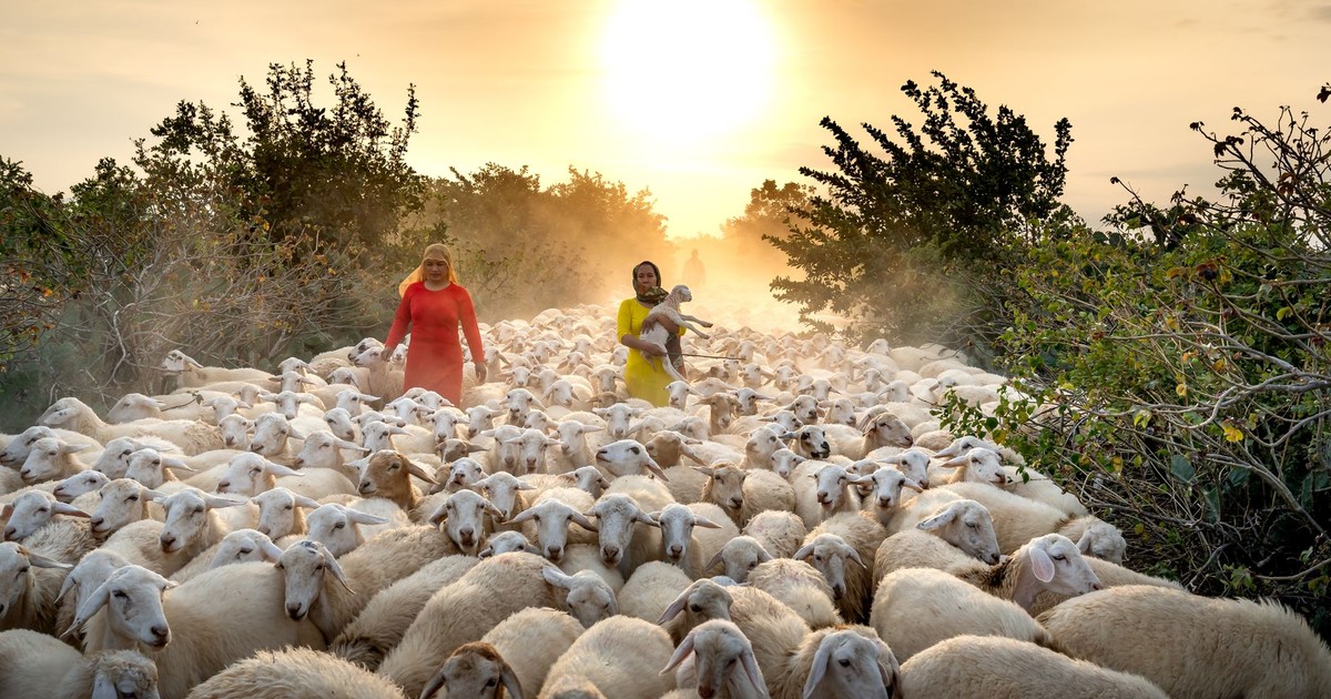 Shepherds guide a large herd of sheep at sunset, capturing the essence of rural farming life.