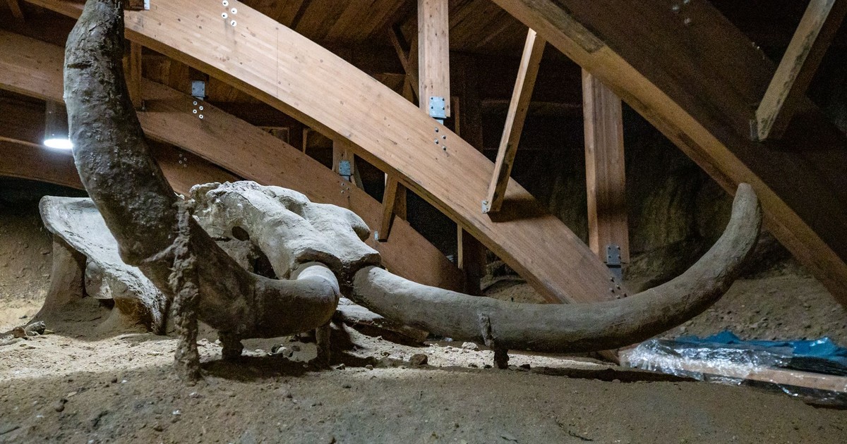 A mammoth skeleton displayed in an indoor archaeological museum setting.