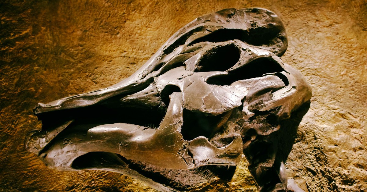 Detailed view of a prehistoric dinosaur skull fossil on a textured rock background.