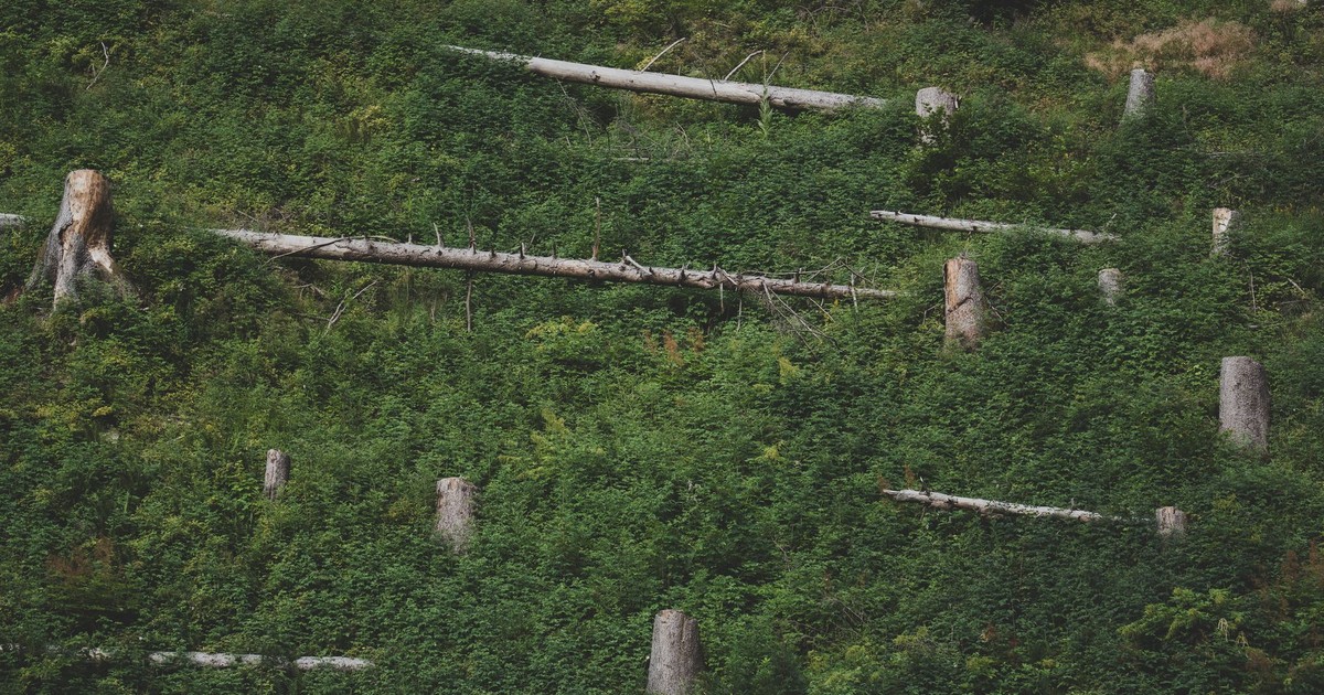 A hillside showing the effects of deforestation with tree stumps and dense greenery.