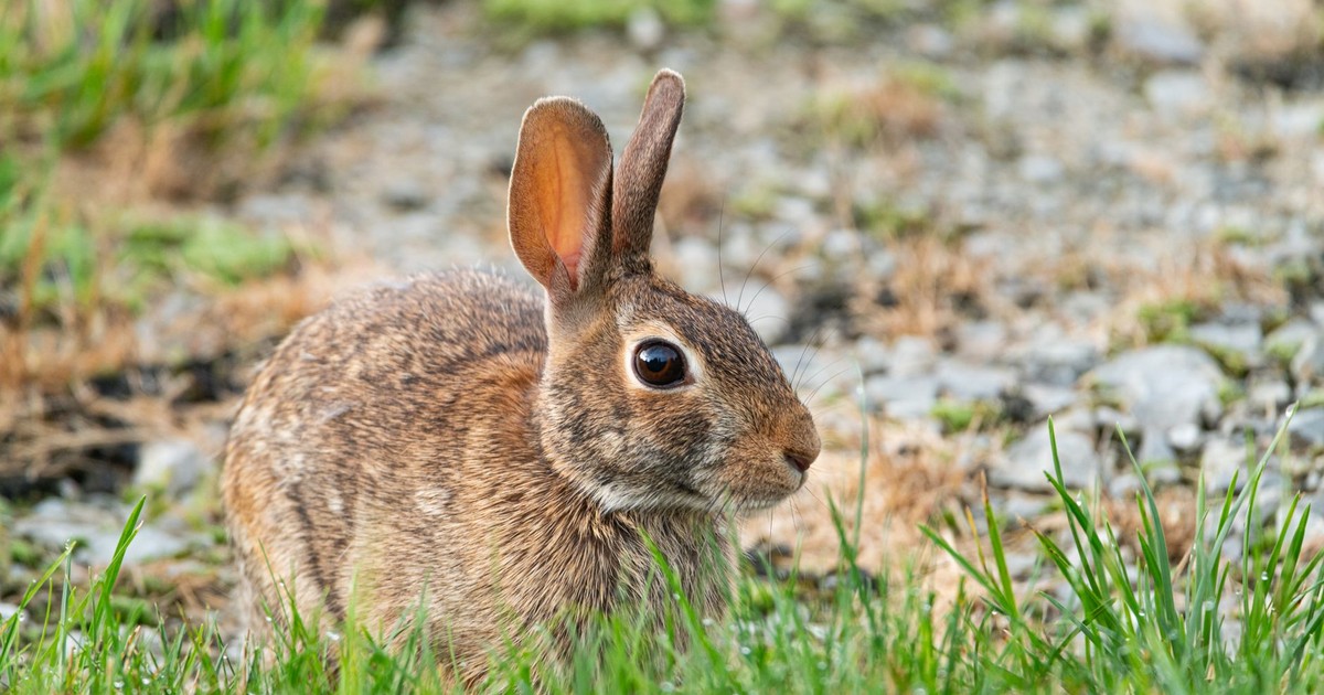 Close-up of a wild rabbit in a grassy area in Canonsburg, Pennsylvania, USA.